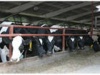 Нижегородское животноводство приведут в порядок к 2014 году