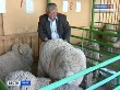 Сегодня в Чите завершилась 9-я Сибирско-Дальневосточная выставка племенных овец и коз