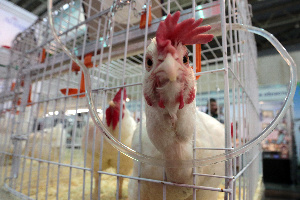 Иловайской птицефабрике на Тамбовщине грозят банкротством