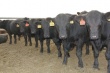 В Казахстане состоится аукцион по продаже скота породы Абердин-Ангус