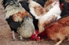 Ясенецкая птицефабрика, расположенная в Павловском районе Нижегородской области, в 2010 году в 2,5 раза увеличит объем производства мяса бройлеров