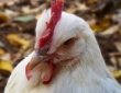 Птицеводство США достигло успехов в предотвращении сальмонеллеза