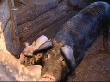 Костромским свиньям угрожает африканская чума