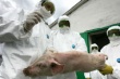 Калининградские свинокомплексы переведены в особый режим из-за вспышки АЧС в Литве