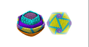 Россельхознадзор не исключает риска опасной для человека мутации вируса АЧС