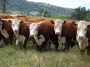 В Тюменскую область привезли 760 доз спермы крупного рогатого скота