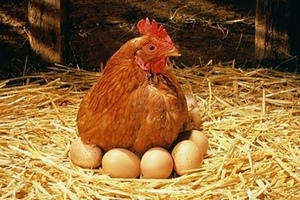 Скандал с куриными яйцами в ЕС: фермеры ждут падения