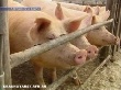 Красноярскому региону угрожает эпидемия свиной чумы