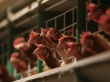 Суд продлил на 6 месяцев конкурсное производство на Витязевской птицефабрике в Краснодарском крае