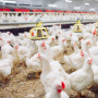 «Черкизово» оценило затраты в удвоение производства мяса птицы в Башкирии в 4 млрд руб.