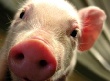Украина ограничила ввоз белорусских свиней и свинины