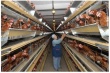 Два ставропольских производителя мяса птицы оштрафованы за незаконное повышение цен