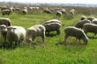 Причиной массового падежа овец в Кеминском районе Кыргызстана может быть отравленная вода 