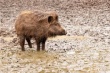 В Курской области зафиксирована новая вспышка африканской чумы свиней