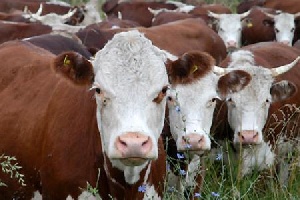 В Курганской области развивается мясное скотоводство