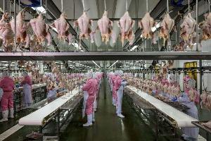 15 китайских птицефабрик получили разрешение на поставки замороженного мяса птицы в Россию