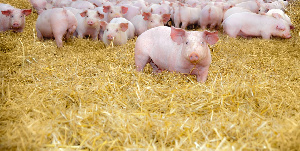 Экспорт свинины в страны ЕАЭС снизился почти в три раза