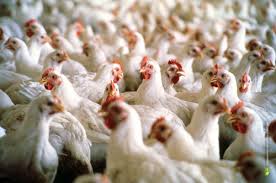 Пищепром Бурятии произвел продукции на 7 млрд. рублей