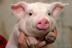 Свинокомплекс на 10 тысяч голов начали строить в Хабкрае