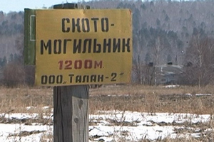 На свинокомплексе "Талан-2" продолжают гибнуть животные. Власти молчат. На свинокомплексе "Талан-2" продолжают гибнуть животные. Власти молчат.