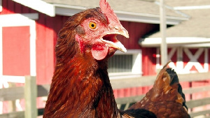 В Мордовии за полгода произвели 780 млн яиц