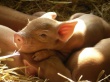В Украине продолжается падение цен на свиней