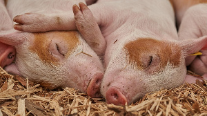 Власти рассчитывают улучшить положение Верхнемамонского района за счет 2-х свинокомплексов «Агроэко»
