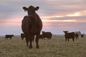 Калининградская область: «Мираторг» планирует увеличить маточное поголовье мясного КРС