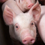 Жидкие биологические корма стали новым трендом в китайском свиноводстве