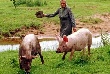 Свиноводы Самарской области несут убытки