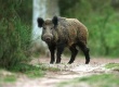 В Польше вирус АЧС переходит с диких кабанов на домашних свиней