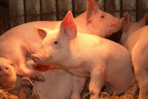 В Красноармейском районе Краснодарского края появился новый свинокомплекс