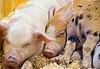 На Кубани уничтожат более 20 тыс. свиней из-за очередной вспышки АЧС