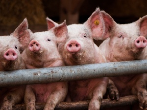 Ситуация с АЧС в Тульской области – под контролем