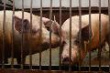 За ввоз свинины в китайский Хэйхэ  грозит тюремный срок до трех лет
