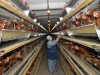 Череповецкая птицефабрика накопила многомиллионные долги по зарплате
