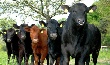 Минсельхоз Казахстана при подсчете скота в республике ошибся на 1 миллион голов в сторону увеличения