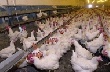 В Пензенской области производство мяса птицы на убой выросло на 37% В Пензенской области производство мяса птицы на убой выросло на 37%