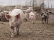 Колыма может лишиться собственной свиноводческой продукции
