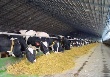 В Саратовской области выросло поголовье коров
