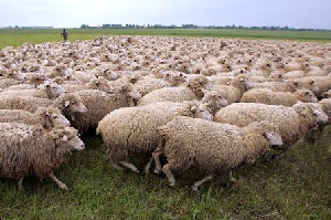 В Бурятии буддисты раздают отары овец ...в аренду местным фермерам