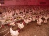 В Губкинском построят птицефабрику и завод глубокой переработки продукции