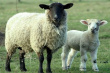 За двадцать пять лет поголовье овец в Украине сократилось почти в двадцать раз