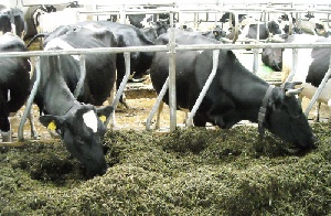Кабмин подал в Верховную Раду законопроект о поддержке животноводческих ферм