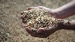 Минсельхоз думает к концу сельхозгода продать почти все зерно госфонда