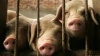 На племзаводе «Заволжское» ликвидировали более 20 тысяч свиней