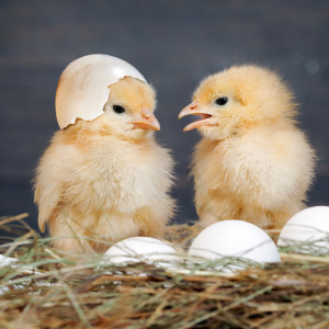 ООО «Мега Юрма» планирует начать выпуск инкубационных яиц