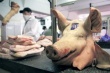 Россельхознадзор обнаружил на рынке во Владивостоке партию мяса из свинокомплекса, где произошла вспышка ящура