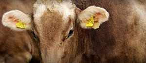 Производство КРС на убой увеличилось на 8%