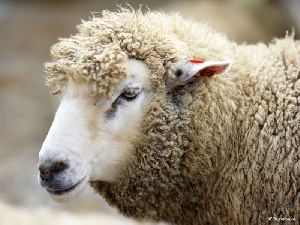 Катаральная лихорадка овец добралась до Черногории и Венгрии